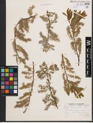 Salix bebbiana Sarg.